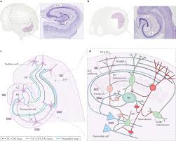 She is affiliated with memorial hospital west. Dentate Gyrus Circuits For Encoding Retrieval And Discrimination Of Episodic Memories Nature Reviews Neuroscience