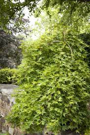 We did not find results for: Ryusen Weeping Japanese Maple
