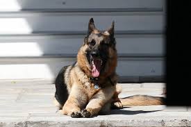 We did not find results for: Bidens Dog Champ Dies Peacefully At Home President And First Lady Say