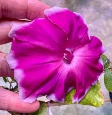 Image result for Ipomoea welwitschii