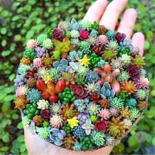 You will just have to keep cutting grass you see and hope a mushroom spawns which you can see one that you can cut as a tiny spot. Best 25 Indoor Plants Succulents Ideas On Pinterest Guide Terraria Cacti And Succulents And Care Of Succulents Succulents Planting Succulents Plants