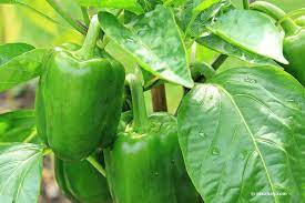 Capsaicin, welches den scharfen geschmack bewirkt, wurde über viele generationen aus der paprika gezüchtet. Paprika Selber Ziehen So Gelingt Der Anbau Im Freien Im Gewachshaus