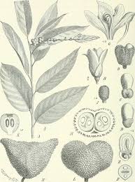 Image result for Hypselodelphys