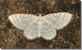 This species is related to the tomato hornworm. Pure White Moth Shefalitayal