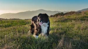 Maybe you would like to learn more about one of these? Bernese Mountain Dog Mixes 21 Fantastic Berner Crossbreeds