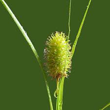 Image result for Carex tricholepis