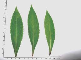 Maybe you would like to learn more about one of these? Gambar 2 Daun Tumbuhan Pacar Air Impatiens Balsamina L Pdf Free Download