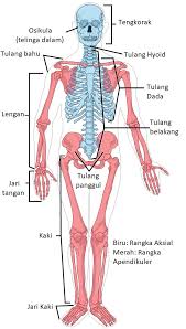 We did not find results for: Mengenal Jenis Tulang Penyusun Rangka Pada Sistem Gerak Manusia Aku Pintar
