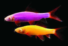 You should try to keep the feeding times consistent each day as well. Spectrum Brands Pet Llc Has Introduced Glofish Sharks To Their Glofish Family Of Transgenic Fish Expanding The Line To Include Bo Glow Fish Glofish Pet Shop