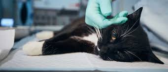 Resep lidah kucing rasa jeruk. 6 Makanan Untuk Kucing Sakit Beserta Tips Memberi Makannya Pintarpet