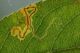 Image result for Stigmella malella
