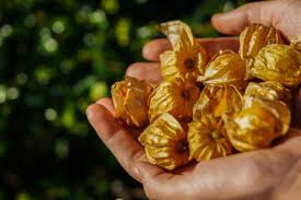 Die hülle liefert dabei in der einschätzung gute hinweise, zudem schimmert die kräftige farbe hindurch. Physalis Wann Hat Sie Saison Andenbeere