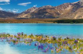 Agence locale en nouvelle zélande. Nouvelle Zelande Guide De Voyage Nouvelle Zelande Lonely Planet