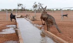 The estimated resident population (erp) is the official population of the area. Farmers See Appalling Scenes As Roo Population Hits Drought Wall The Grenfell Record Grenfell Nsw