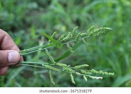 Image result for Echinochloa colona