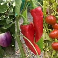 Reussir La Culture De L Aubergine Du Poivron Et Du Piment Potager Jardinage Jardin Potager