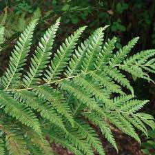 Image result for Todea