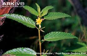 Image result for Corchorus olitorius