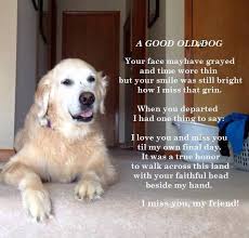 Old Dog Posted In Memory Of My Dear Old Boy Avery Dog Poems Pet Loss Grief Pet Remembrance