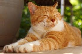 If you have bladder cancer, there are several available treatment options.your doctor will help you decide which treatment is best for you. The Shots Your Cat Needs