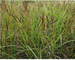 Image result for Heteropogon contortus