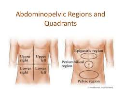 The nine regions are smaller than the four abdominopelvic quadrants and include the right hypochondriac, right lumbar, right illiac, epigastric, umbilical, hypogastric (or pubic), left hypochondriac, left lumbar, and left illiac divisions. Abdominopelvic Regions And Quadrants