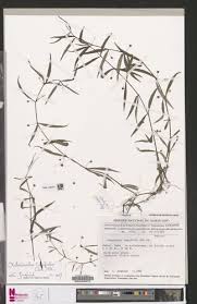 Image result for Oldenlandia lancifolia