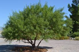 We did not find results for: African Sumac Rah Lumber Co Exotic Woods Live Edge Slabs Tree Collection Peoria Az