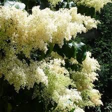 Maybe you would like to learn more about one of these? Japanese Tree Lilac Garden Center Bareroot Jung Seed Company