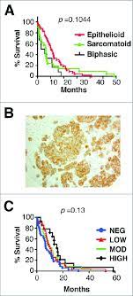 Pleural and peritoneal mesothelioma treatment options, life expectancy, top doctors, more. Histology Met Receptor Expression And Survival Analysis Of Patients Download Scientific Diagram