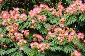 Mimosa Trees So Fluffy Pink Siris Mimosa Tree Silk Tree