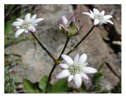 Image result for Alepidea peduncularis