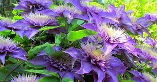 However, they are commonly grown in uk gardens and pruning involves cutting the plant back during the springtime. How To Take Cuttings From Clematis The Garden Of Eaden