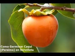 Pin By Las Recetas De Chanok On Mini Tutoriales De Jardineria In 2020 Persimmon Vitamins Fruit