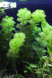 カボンバ 金魚藻 金魚水槽 メダカ水槽の定番の水草 水草動画ブログ