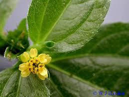 Image result for Synedrella nodiflora