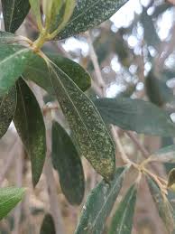 Maybe you would like to learn more about one of these? Saillog Olive Lace Bug