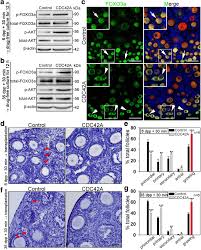 2d cultures and 3d tissue whole mounts were fixed in 4% pfa for 10 min and then washed with phosphate buffered saline (pbs). Cdc42 Controls The Activation Of Primordial Follicles By Regulating Pi3k Signaling In Mouse Oocytes Bmc Biology Full Text