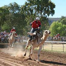 There are two types of camels: Camel Racing Wikipedia