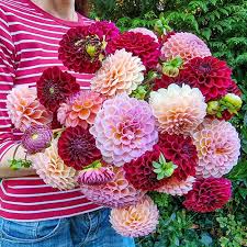 Buy Bubbling Over Dahlia Mixture | Dahlia Bulbs | Breck's