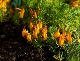 Image result for Lotus berthelotii