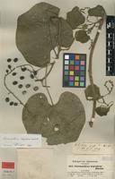 Image result for Chasmanthera dependens