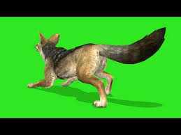 Animal Chacal Green Screen Youtube Animals Greenscreen Lion Sculpture
