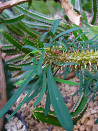 Image result for Euphorbia didiereoides