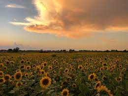 Scenery sunflower fields sunflower pictures rustic barn old barns country barns landscape happy flowers. 33 Best Sunflower Fields Near Me Top Sunflower Fields Mazes In The U S