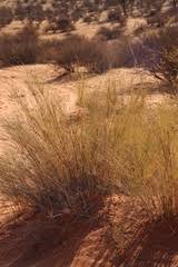 Image result for Styppeiochloa gynoglossa