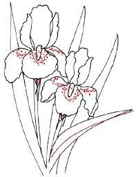 How To Draw An Iris In 5 Steps Iris Drawing Flower Drawing Iris Painting