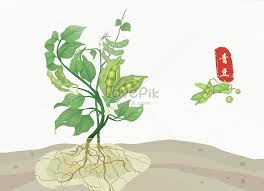 Hasil kacang kuda yang banyak sentiasa cukup untuk. Pokok Ilustrasi Kacang Gambar Unduh Gratis Imej 400080734 Format Psd My Lovepik Com
