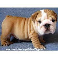 Our Future Dog Squeegee Bulldog Puppies English Bulldog Puppies Miniature English Bulldog