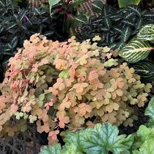 Image result for Oxalis purpurascens